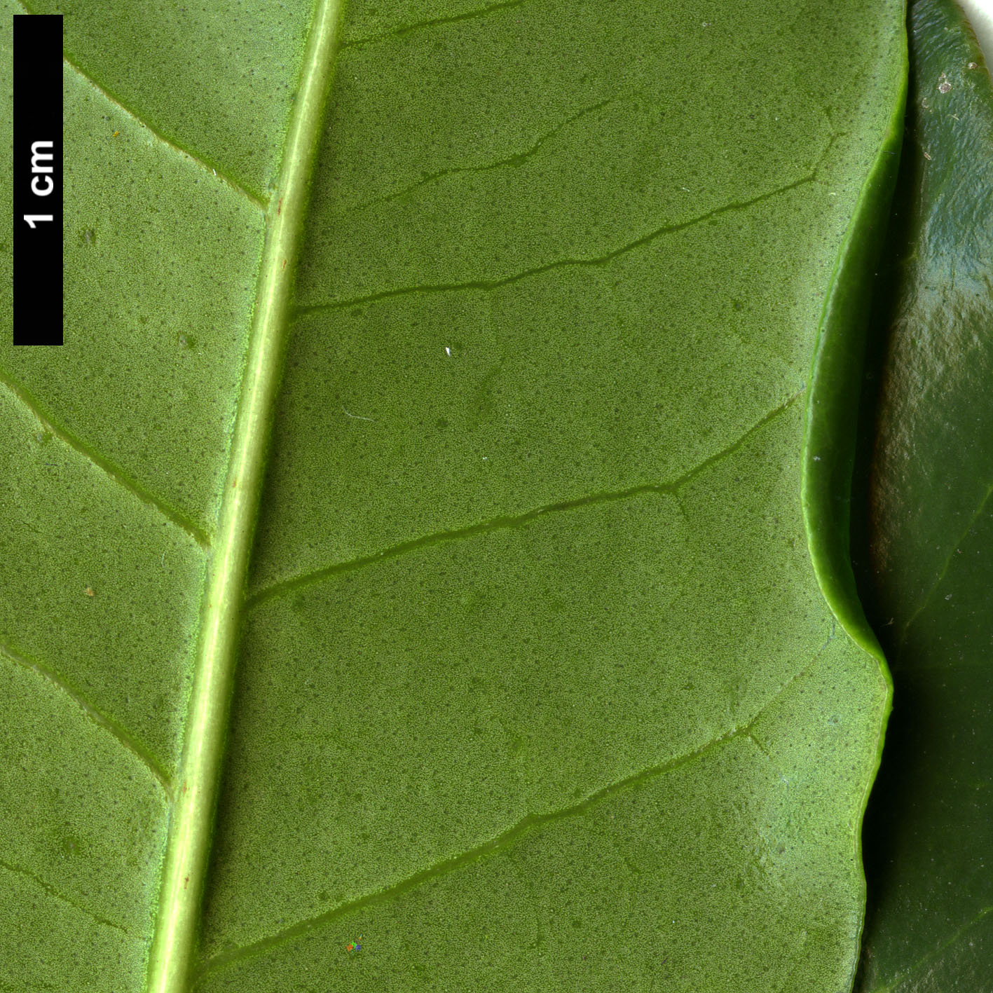 High resolution image: Family: Oleaceae - Genus: Picconia - Taxon: excelsa High resolution image: Family: Oleaceae - Genus: Picconia - Taxon: excelsa